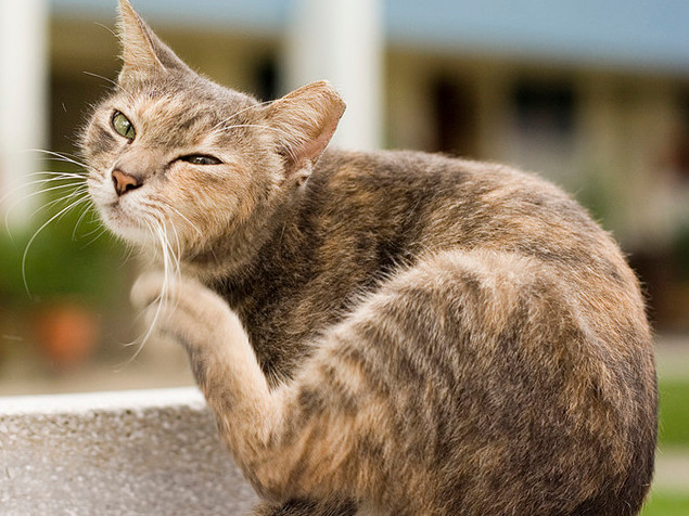 Cat_scratching