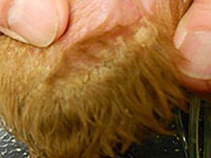 The photo above shows the crust around the ear.