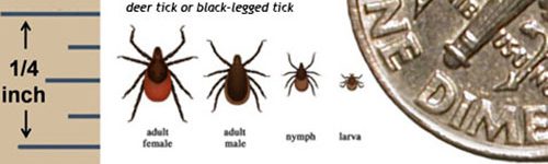deertick