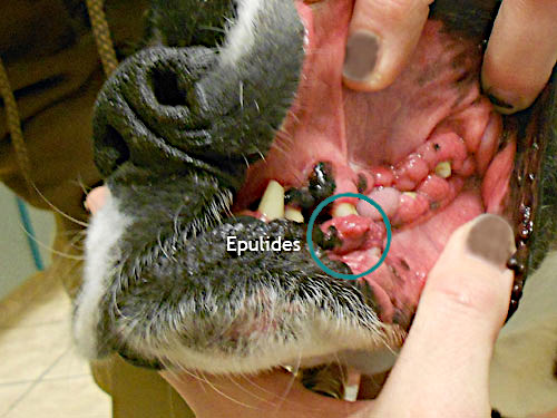 The photo above shows epulides on a boxer’s gum.