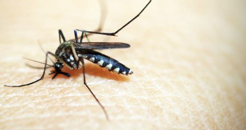 mosquitomb2
